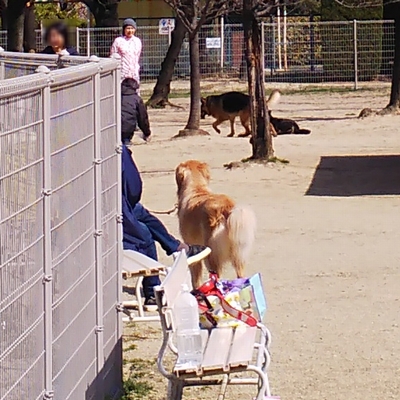 大型犬用