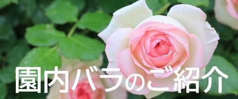 バラ紹介