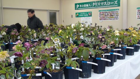 RSKバラ園_クリスマスローズ展