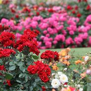 About 450 species of roses