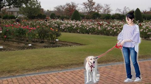 RSKバラ園_園内お散歩