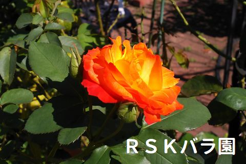 22年入荷バラ苗