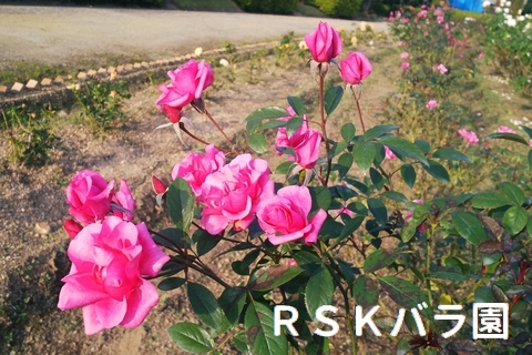 Rskバラ園