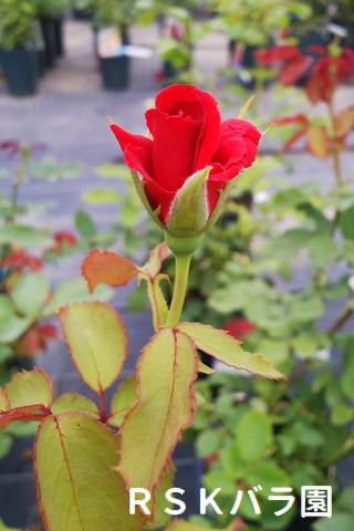 22年入荷バラ苗