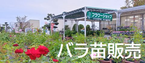 ＲＳＫバラ園について