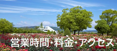 ＲＳＫバラ園について
