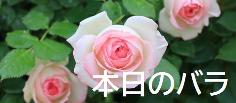 ＲＳＫバラ園について