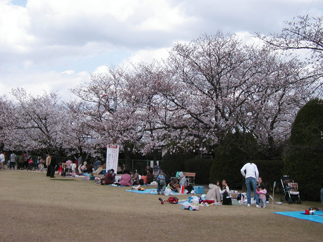 桜