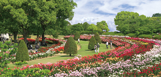 RSK ROSE GARDEN